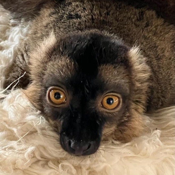 🐒 XL Black Crewneck Lemur Sweatshirt🧥 - Picture 4 of 16